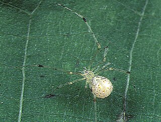 <i>Meotipa spiniventris</i> Species of spider