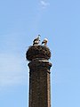 * Nomination White storks (Ciconia ciconia) on a chimney in Horn, Lower Austria --Uoaei1 06:02, 15 February 2021 (UTC) * Promotion  Support Good quality -- Johann Jaritz 07:39, 15 February 2021 (UTC)