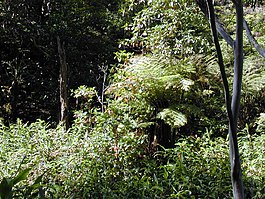 Cinchona pubescens