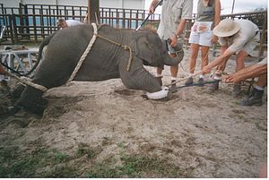 Circus Elephant Traning