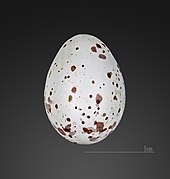 Egg, Collection MHNT Cisticola juncidis MHNT 232 Ramdane Djamel Algerie.jpg