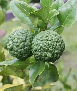 Kaffir lime Citrus fruit native to tropical Southeast Asia