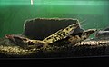Keříčkovec žabí, akvárium ZOO Brna