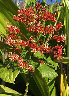 Clerodendron1.jpg
