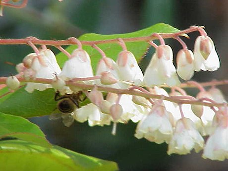 Clethra