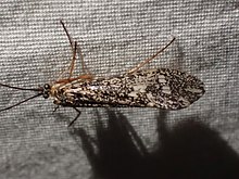 Clistoronia magnifica 160352213.jpg