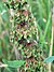 Clustered Dock (Rumex conglomeratus), Stevenage.jpg