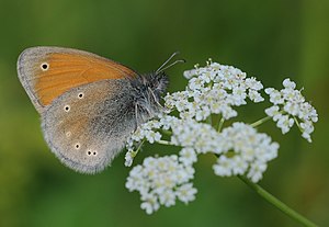 Coenonympha symphita am Posof in the Turkish province of Ardahan