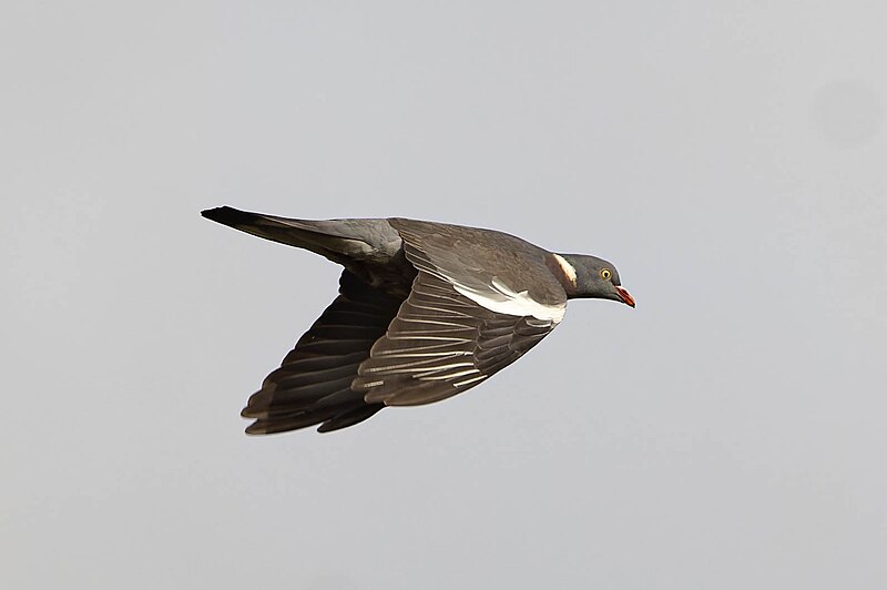 File:Columba palumbus azorica.jpg