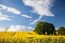 Rape field west of Godern