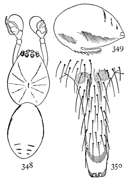 File:Common Spiders U.S. 348-0 Helophora insignis.png