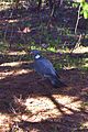 Common Wood Pigeon (Columba palumbus) (8707388705).jpg