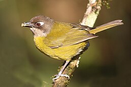 Зеленник мінливобарвний (Chlorospingus flavopectus)