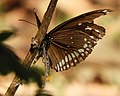 * Nomination: Common crow butterfly male(Euploea core) with hair pencils everted to disperse sex pheromone at Sattal -- Sumita Roy Dutta 20:48, 13 April 2017 (UTC) * * Review needed