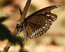 Common crow butterfly male (Euploea core) with hair pencils everted to disperse sex pheromone. Common crow butterfly male with hair pencils everted to disperse sex pheromone image by Sumita Roy DuttaDSCN0187.jpg