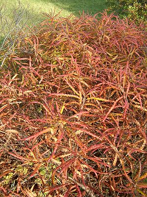 Autumn colors of Comptonia peregrina