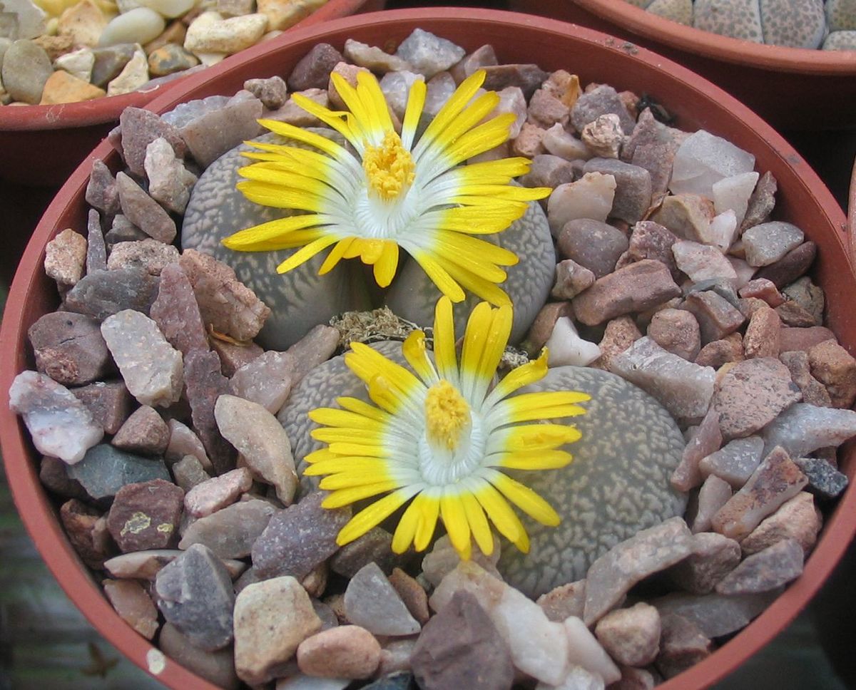 of plants catalogue Lithops  Wikispecies  comptonii