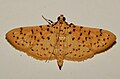 Conogethes punctiferalis moth.jpg