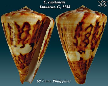 Conus capitaneus Linnaeus, C., 1758