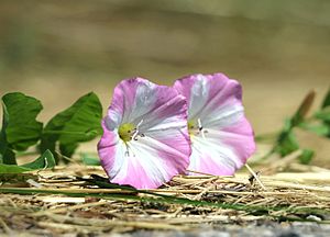 fleurs blanches et roses