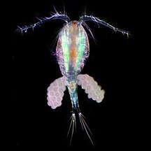 Copepods eat phytoplankton. This one is carrying eggs.