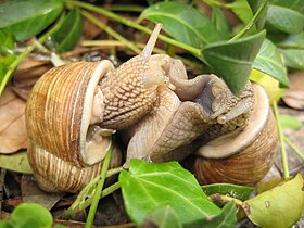 Weinbergschnecken