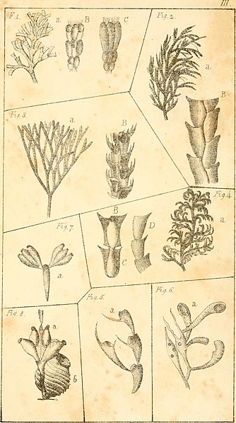 File:Corallina; or, a classical arrangement of flexible coralline polypidoms (1824) (20510885828).jpg