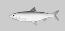 Coregonus reighardi.png