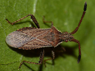 <i>Coriomeris</i> genus of insects