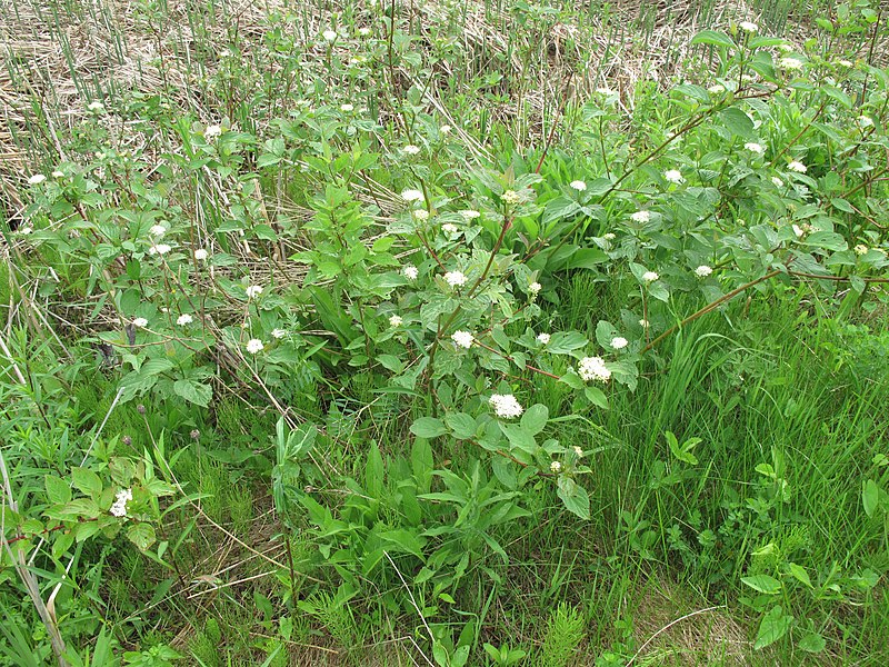 File:Cornus sericea 15-p.bot-cornus.stol-18.jpg