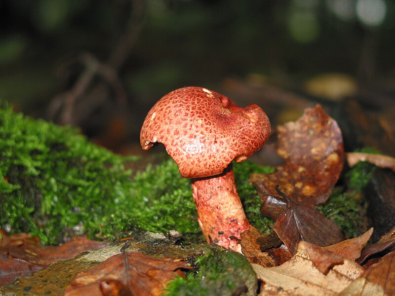 File:Cortinarius bolaris - Havré (1).jpg