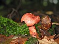 Cortinarius bolaris - Havré (1).jpg