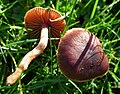 !Cortinarius decipiens!