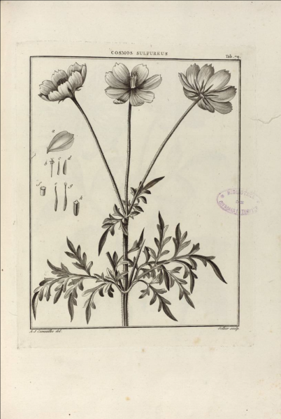 File:Cosmos sulphureus 001.png