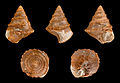 * Nomination Shell of a Jurassic gastropod, Costatrochus subduplicatus var. palinurus --Llez 04:46, 6 August 2013 (UTC) * Promotion OK QI--Lmbuga 06:00, 6 August 2013 (UTC)