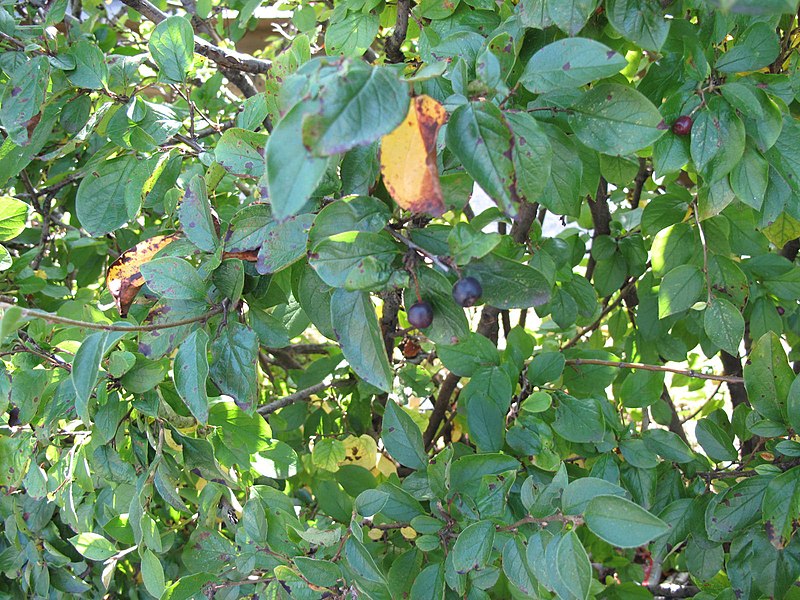 File:Cotoneaster lucidus 15-p.bot-coton.acuti-7.jpg