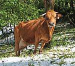 Foto colorida de uma vaca castanha com úbere desenvolvido em um pasto coberto de neve.