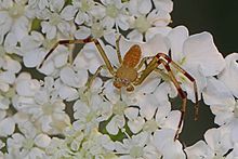 Crab Spider - Misumessus oblongus (жетілмеген ер адам), Джули Метс сулы-батпақты жерлер, Вудбридж, Вирджиния.jpg