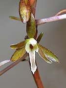 Tipularia discolor Type species