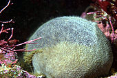A living Craniella sponge Craniella arb.jpg