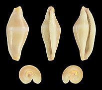 Crenavolva traillii (Traill's Ovulid), shell