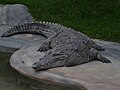 Crocodylus acutus Colombia 01.JPG