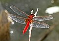 Crocothemis erythraea Feuerlibelle