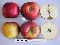 Cross section of Tillington Court, National Fruit Collection (acc. 1988-054) .jpg