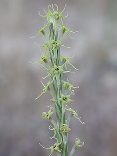 <i>Crucianella</i> Genus of plants