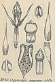 Cryptostylis arachnites (as syn. Cryptostylis papuana) Tafel 13 Nr. 40 in: Rudolf Schlechter: Orchidaceen von Deutsch Neu-Guinea - Figuren-Atlas (1923-1928) (Detail)