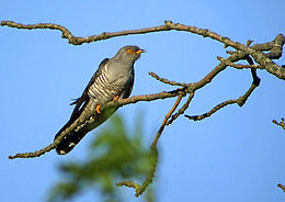 Gegutė (Cuculus canorus)