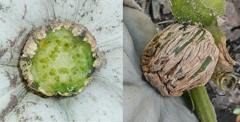 File:Cucurbita maxima mature fruit peduncle - transverse section and side view.jpg