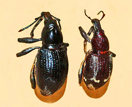 Rhinoscapha funebris Curculionidae- Rhinoscapha funebris.JPG