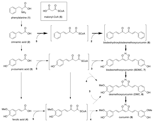 Curcumine biosynthese diagram